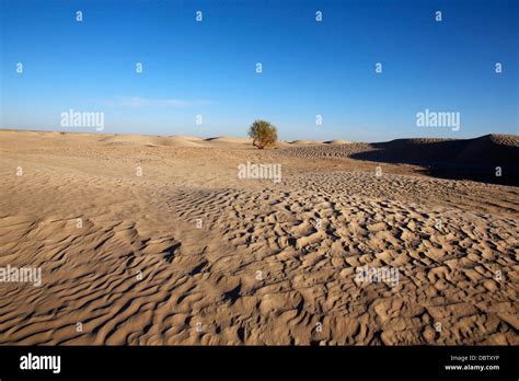 Kebili Tunisia Tree Fotos Und Bildmaterial In Hoher Auflösung Alamy