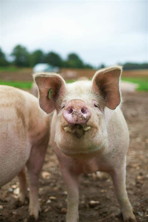 Close Up Of Pigs Snout Photograph By Peter Muller Fine Art America
