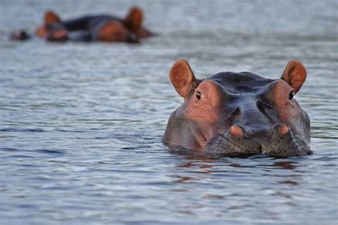 Top 10 Interesting Facts About Hippopotamus Depth World