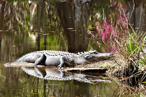 Alligator Magnolia Gardens Charleston Sc South Carolina Flickr