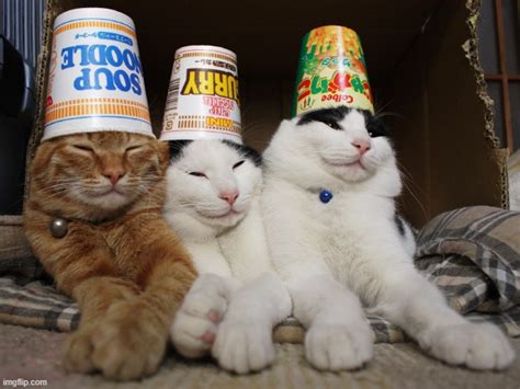 cats in hats imgflip