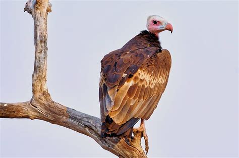 Birds Vulture Bird Wildlife Africa Kafue National Park Hooded