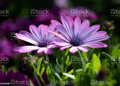 Selective Focus Purple African Daisy Flowers Closeup On Blurred