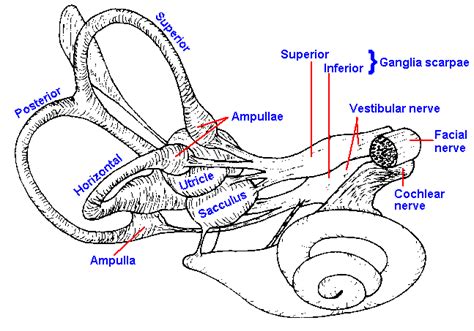 Vestibular System Ie The Ear Peripheral Nervous System