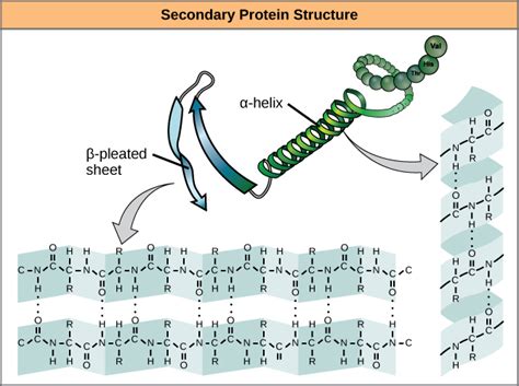 Difference Between Primary Secondary And Tertiary Structure Of Protein