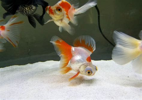 Pin By Eileen Mchenry On Goldfish Goldfish Fish Pet Pet Shop
