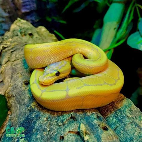 Ball Python Morphs From Ball Python Breeders Best Ball Python Morphs