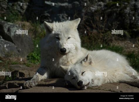 Arctic Wolves Cub And Adult Stock Photo Alamy