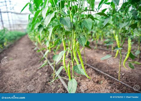 Chili Hot Peppers Plant Stock Photo Image Of Greenhouse 41576252