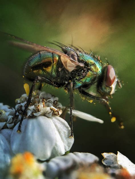 8 Secrets For Incredible Insect Macro Photography On Iphone
