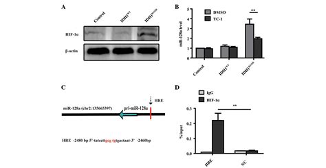 Idh1r132h Decreases The Proliferation Of U87 Glioma Cells Through