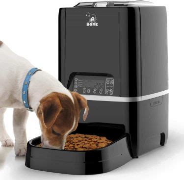 10 of the Best Automatic Pet Feeders