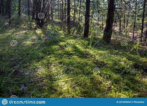 Green Moss Carpet In Forest Area Stock Photo Image Of Plant Nature