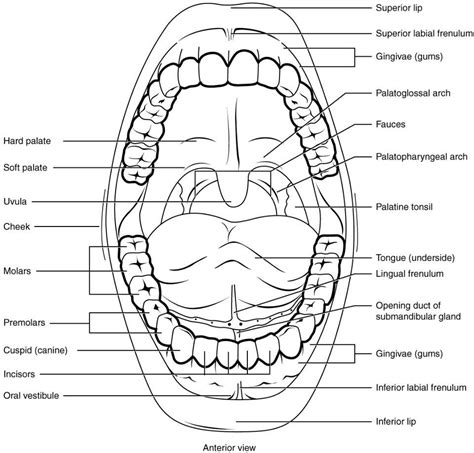Inaide Of Mouth Diagram