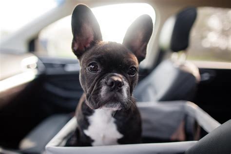 15 Quiet Dog Breeds That Dont Bark That Much Parade Pets