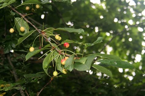 Filnore Woods Blog Wild Cherries