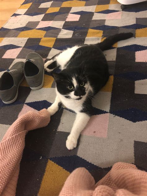 People prefer adopting kittens over cats more than they do adopting puppies over dogs, according to an analysis of petfinder.com adoptions by priceonomics. Adopt Jeff A Black & White Or Tuxedo American Shorthair ...