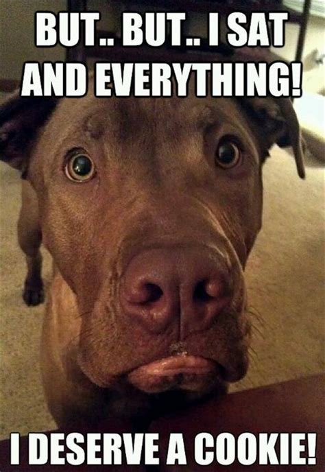 1000 Images About Dogs Funny On Pinterest Funny Dog