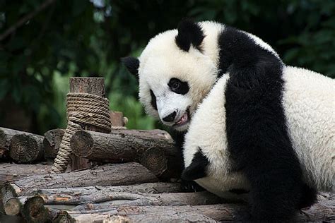 Panda Not Endangered Anymore
