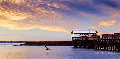 The Lone Pelican Shem Creek Pier Mt Pleasant Photograph By Donnie Whitaker
