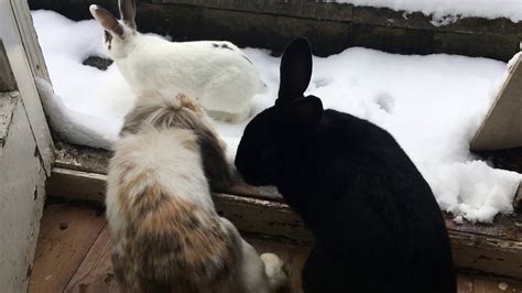 Rabbits Decide Not To Play In The Snow Youtube