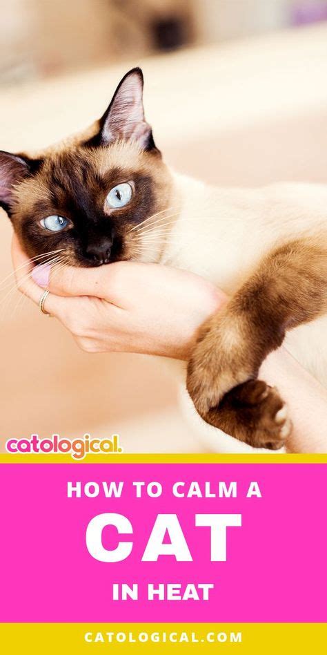 How To Help Calm Down A Cat In Heat Calming Remedies With Images