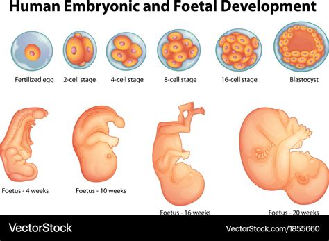 Stages In Human Embryonic Development Royalty Free Vector
