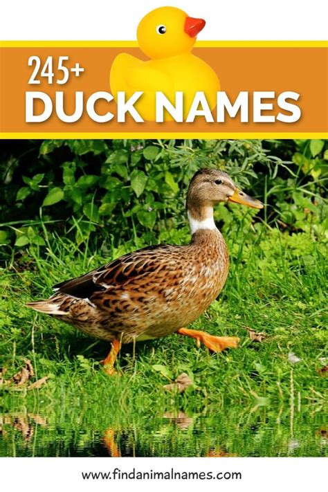 Duck Names Pet Ducks Duck Silly Names