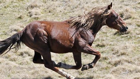 brumby cull supporters fight plan  shoot snowy mountains horses daily telegraph