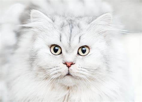 15 Nombres Más Populares Para Gatos Blancos Sepicat