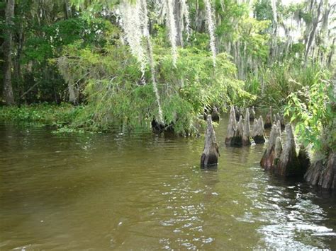 Small Big Birds Picture Of Annie Millers Sons Swamp And Marsh Tours