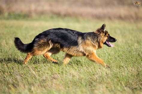 German Shepherd Dog Breed Facts Highlights And Buying