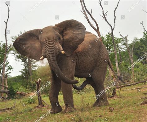 Elephant Bull Musth Editorial Stock Photo Stock Image Shutterstock