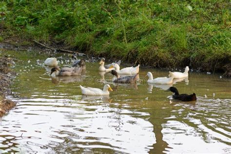 Group Of Domestic Ducks Swim In Pond Stock Photo Image Of Fauna