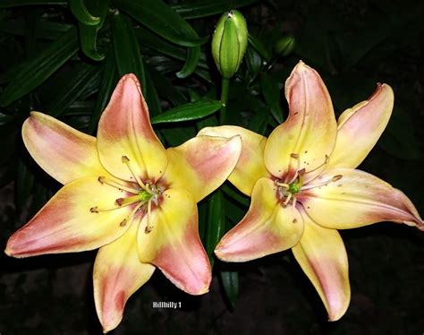 Photo Of The Bloom Of Lily Lilium Easy Fantasy Posted By Hoodlily