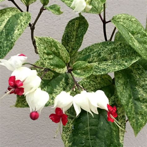Home And Garden Clerodendrum Thomsoniae~dicentra Spectabilis~white