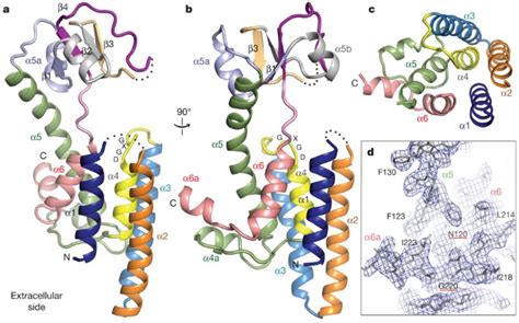 The Crystal Structure Of Gxgd Membrane Protease Flak Nature