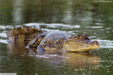 Spectacled Caiman Facts Pictures And In Depth Information