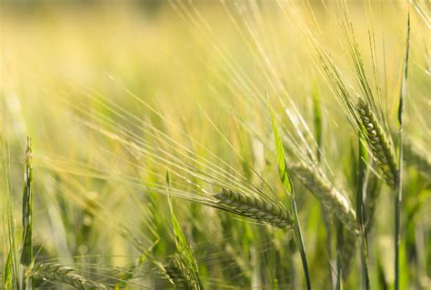 Wheat Plant Field · Free Stock Photo