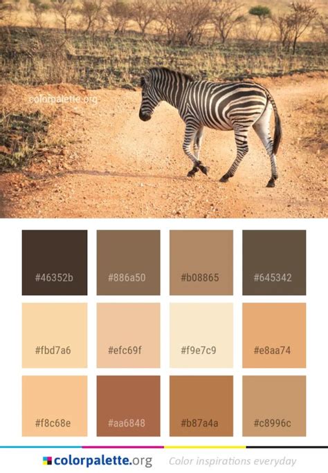 Wildlife Zebra Terrestrial Animal Color Palette