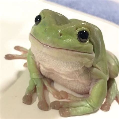 Amazing Animal Aesthetic Photos Cute Girl Pet Frogs Frog Cute Frogs
