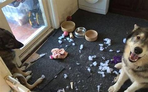 Owners Share Hilarious Photos Of Their Adorable Pets Behaving Badly