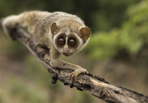 Slow Loris Wallpapers Wallpaper Cave