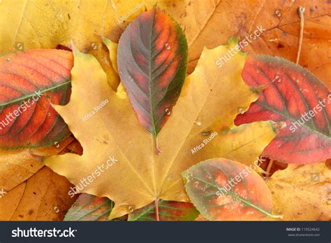 Bright Autumn Leaves Close Up Stock Photo 119524642