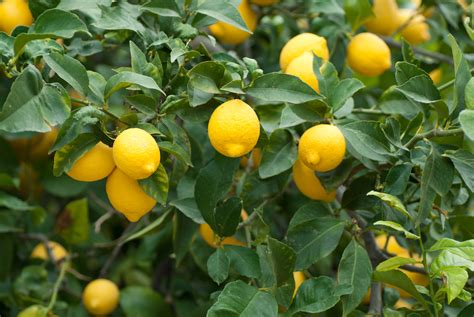 5 Tips For Growing Lemons From Seed Food Gardening Network