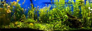 Freshwater Angelfish Tank Can angelfish and discus live together in 