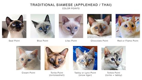 Siamese Cat Color Variations Coolguides