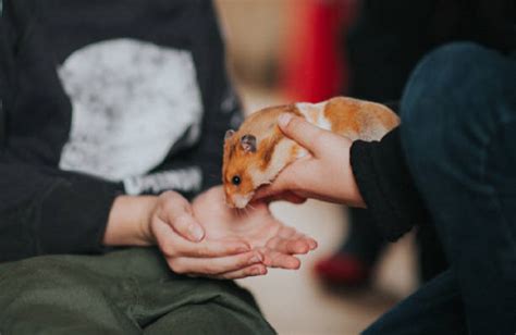 Lifespan Of A Teddy Bear Hamster Hamster Care Guide