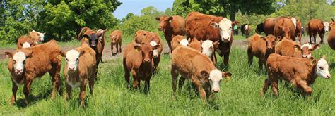 Beef Cattle Health Ut Beef And Forage Center