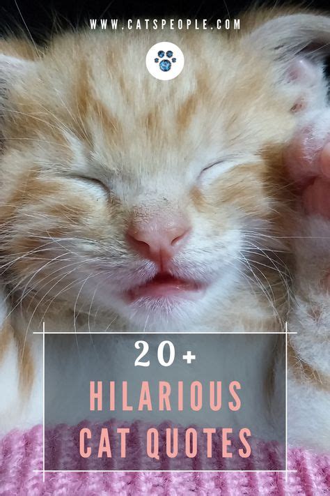 20 funny cat quotes cat quotes funny cats cats